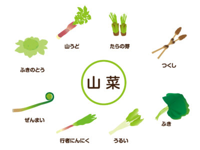 数種類の春の山菜